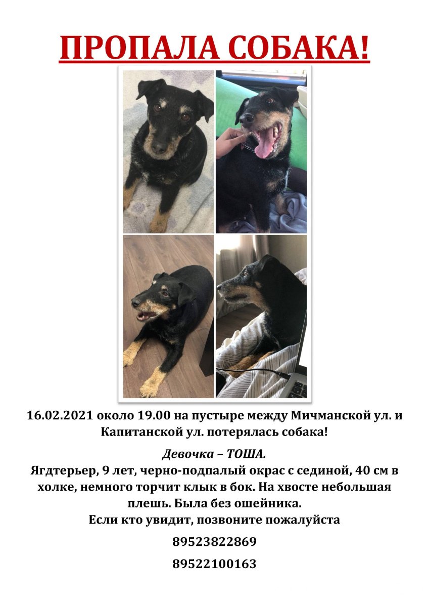 Папа Ягдтерьер мама спаниель