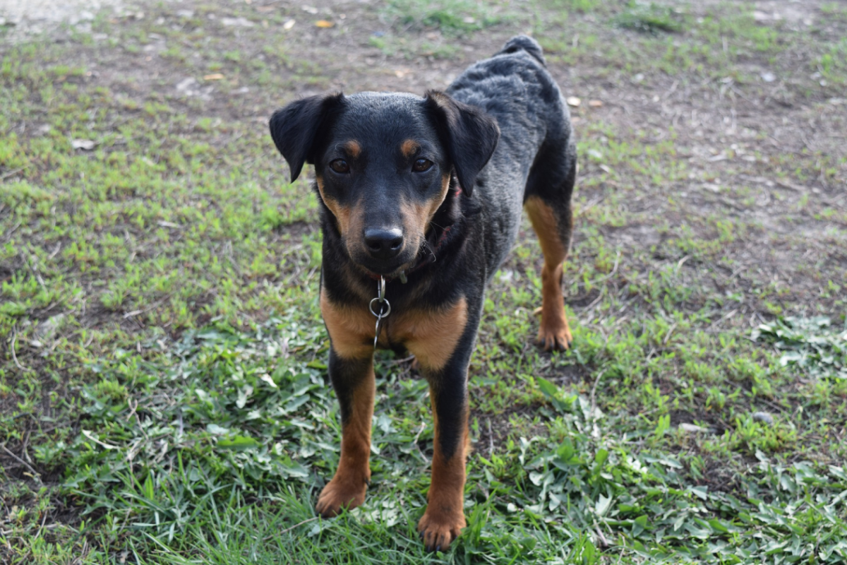 Немецкий Ягдтерьер оскал