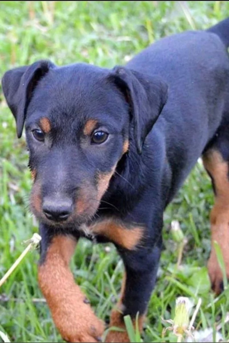 Jagdterrier Bavarian