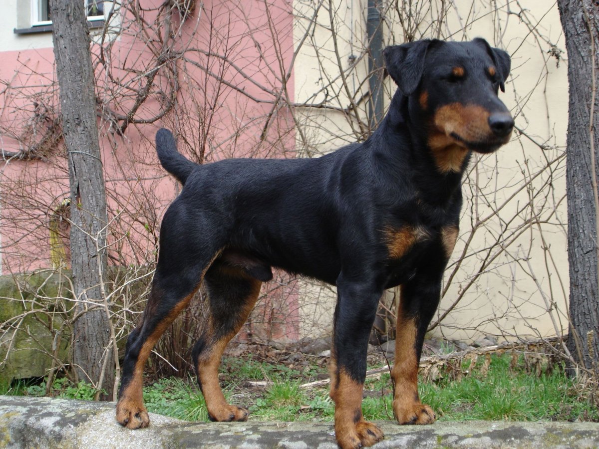 Ягдтерьер гладкошерстный