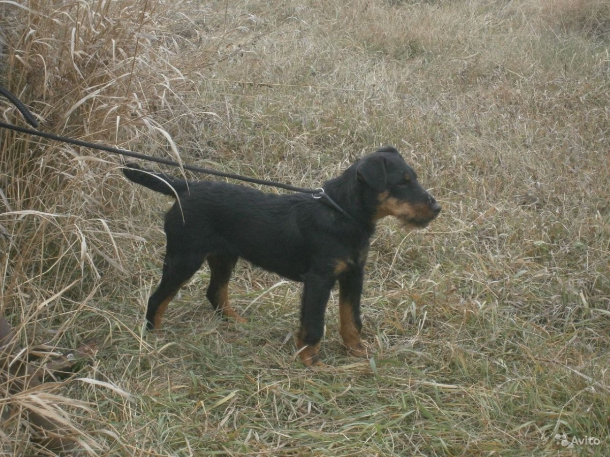 Ягдтерьер некупированный