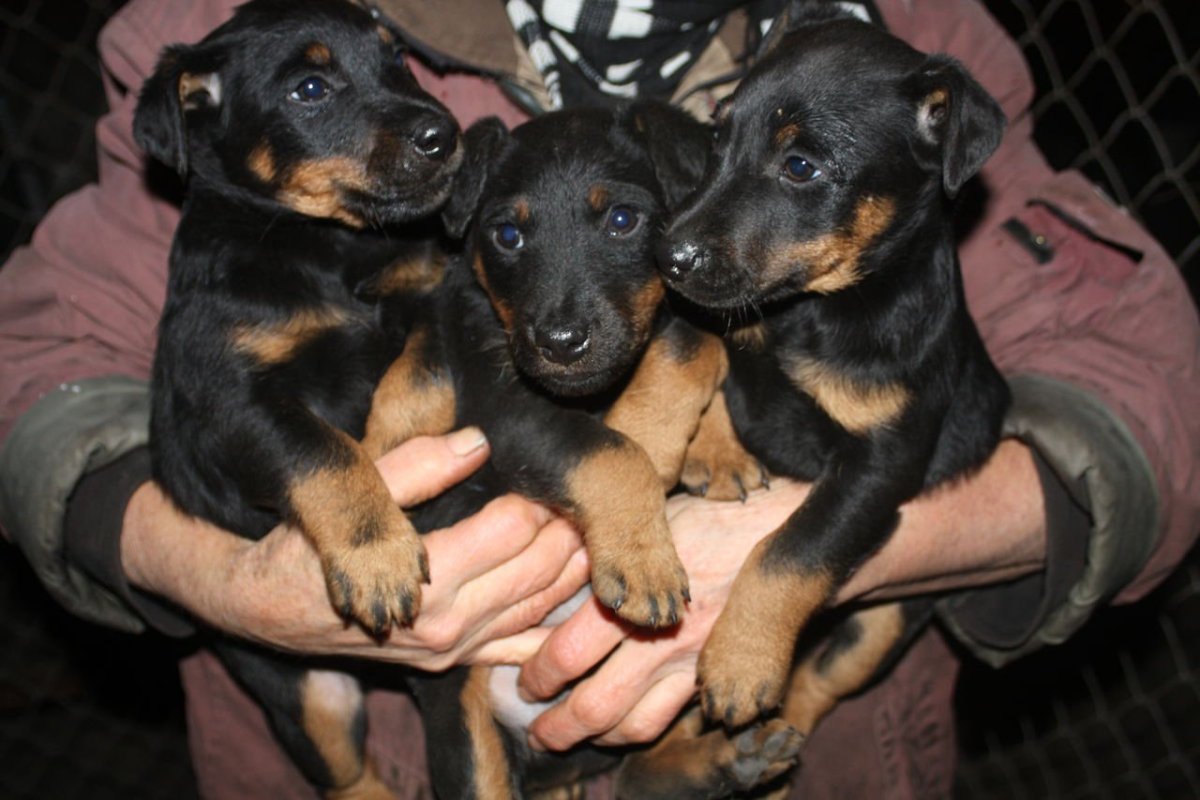 Ягдтерьер коричнево подпалый