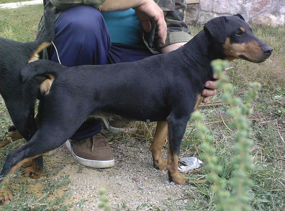 Ягдтерьер жесткошерстный лохматый