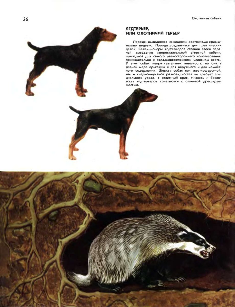 Норные охотничьи собаки Ягдтерьер
