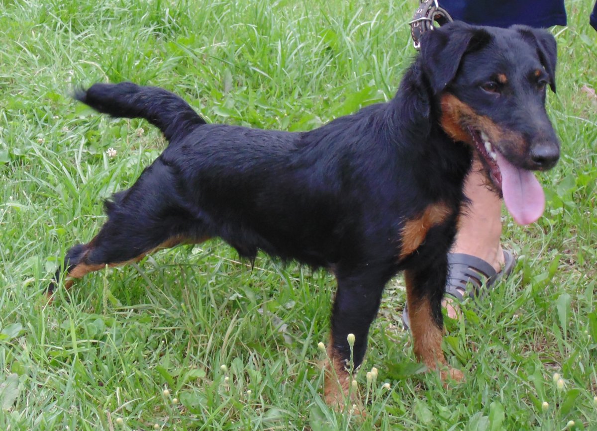 Щенки ягдтерьера и элкхунда