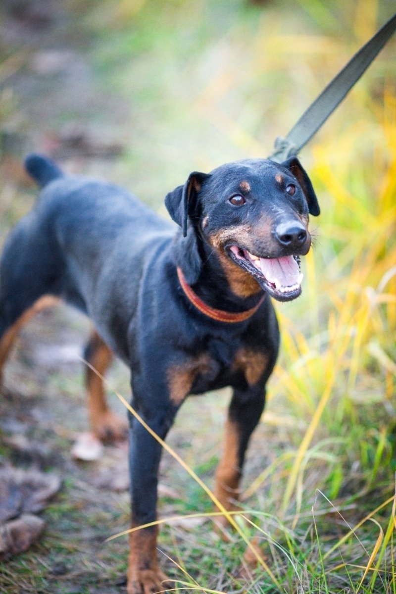 Ягдтерьер жесткошерстный