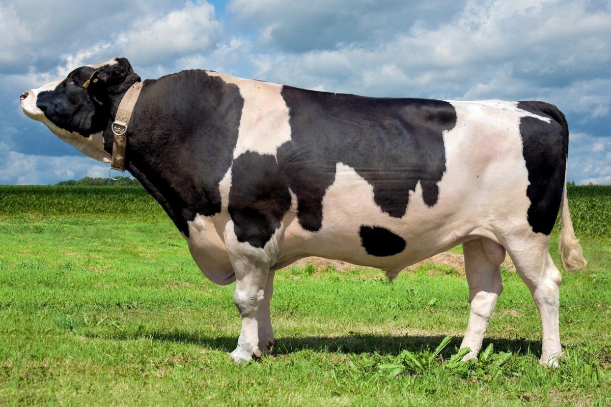 Порода Быков Голштинская Быков