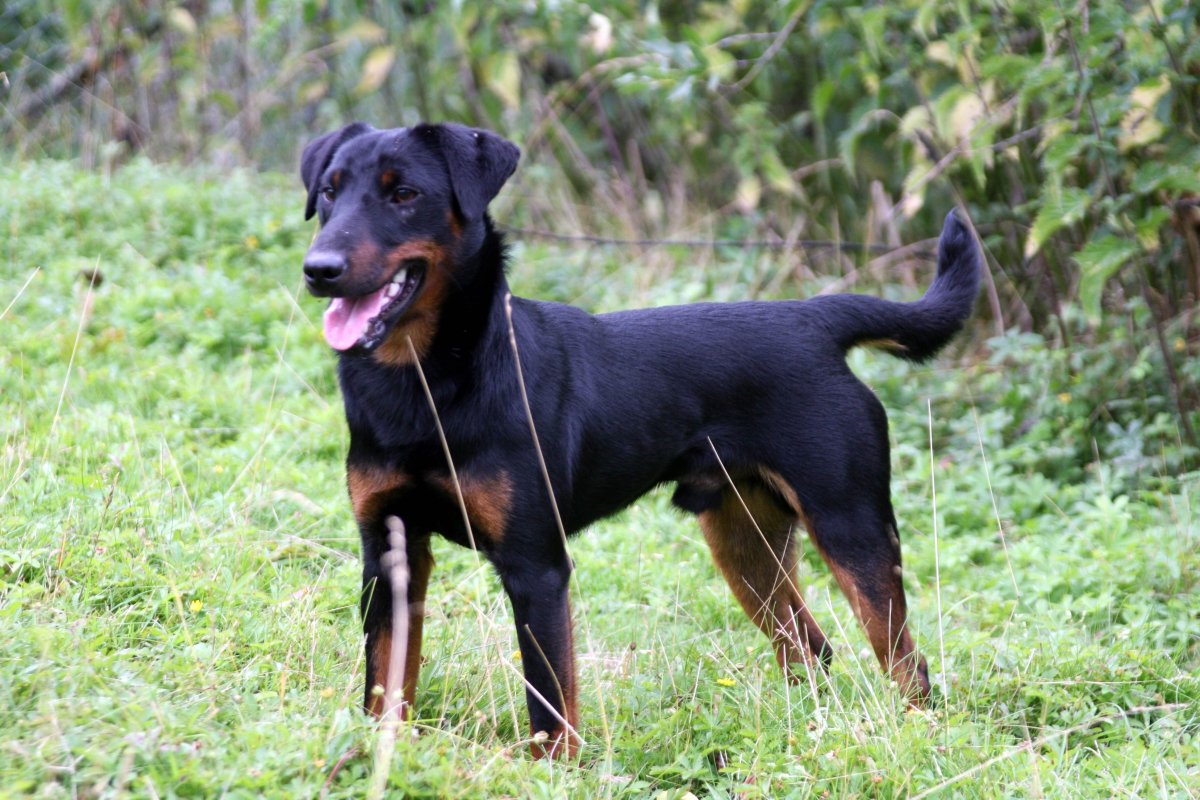 Ягдтерьер с купированными ушами