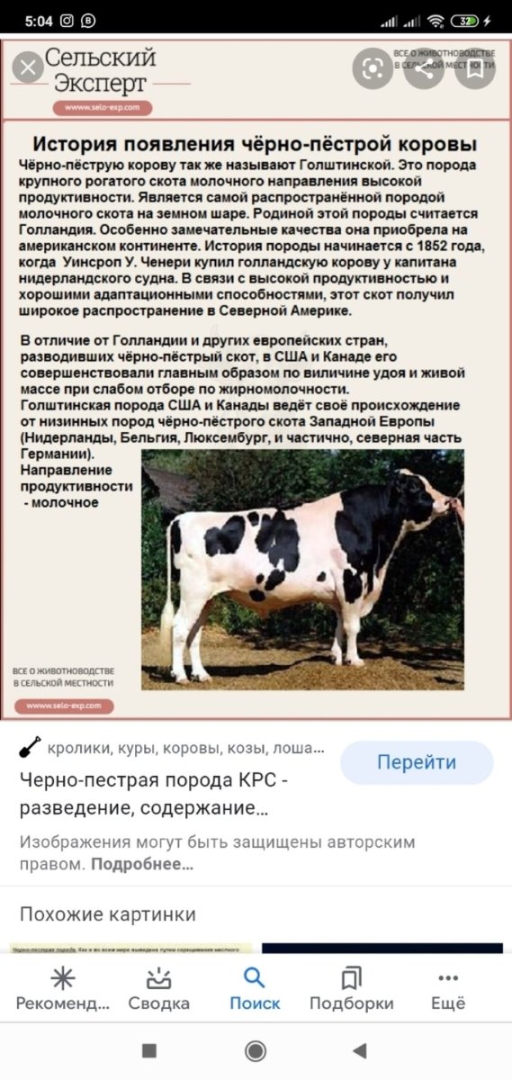 Голштинская порода коров характеристика