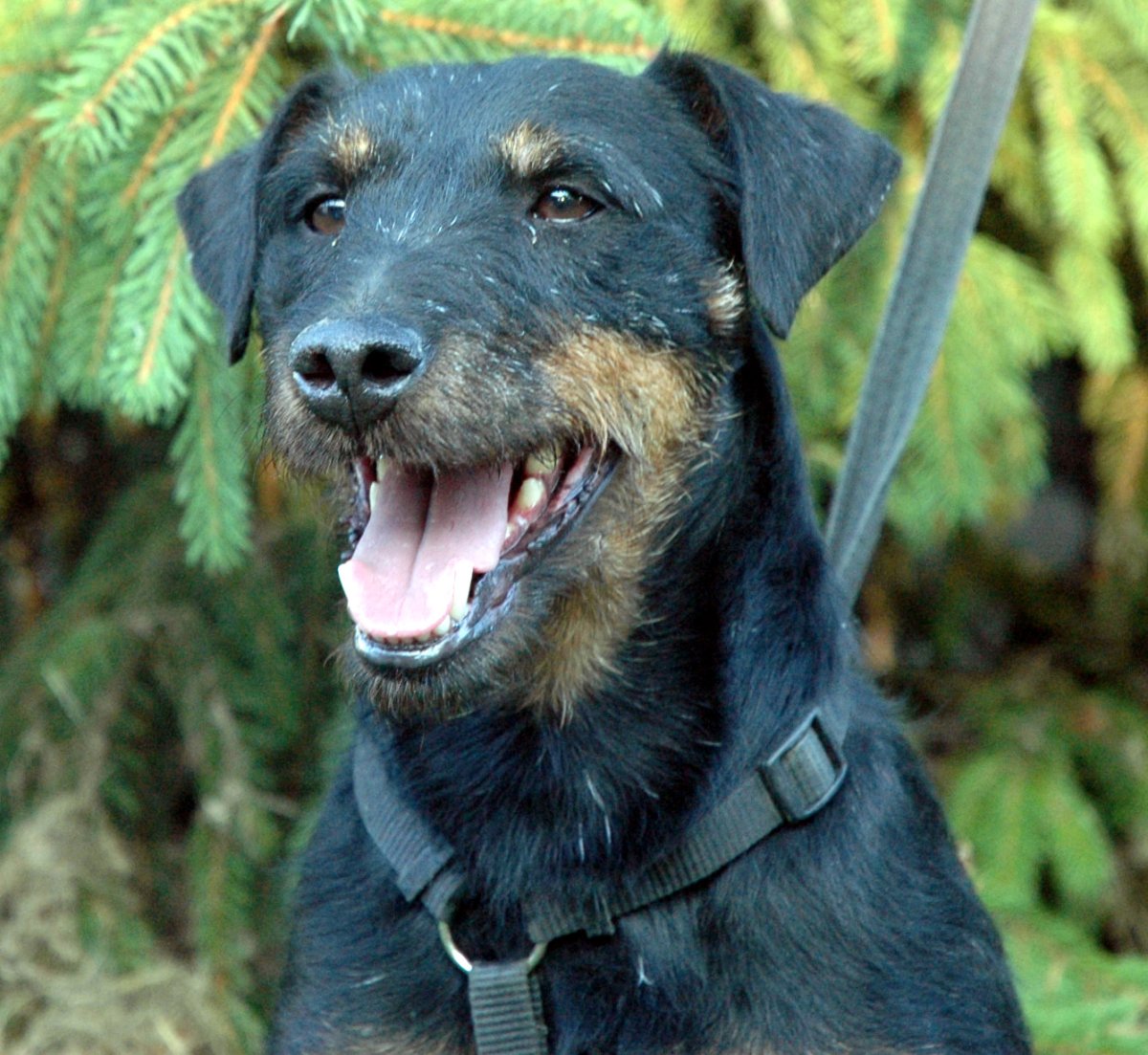 Ягдтерьер + Доберман скрещенный