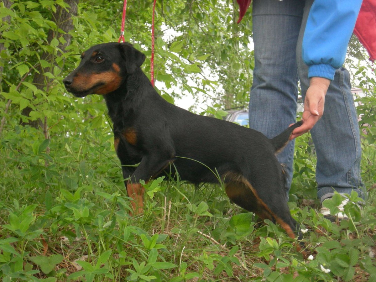 Ягдтерьер собака