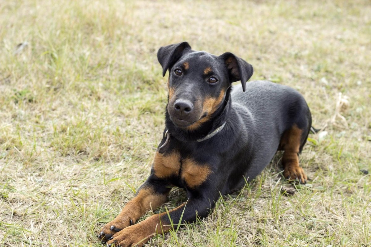 Немецкий Ягдтерьер