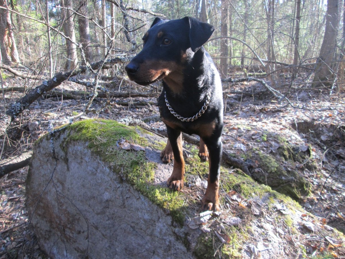 Немецкий Ягдтерьер 8595602509805