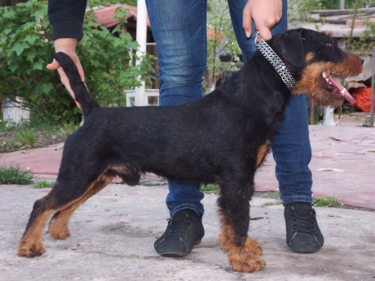 Ягдтерьер гладкошерстный щенки