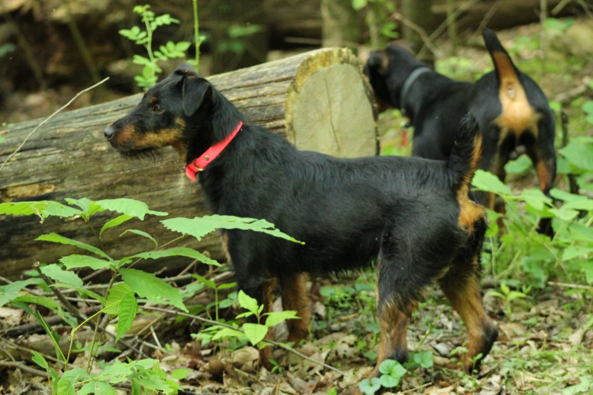 Ягдтерьер и Доберман