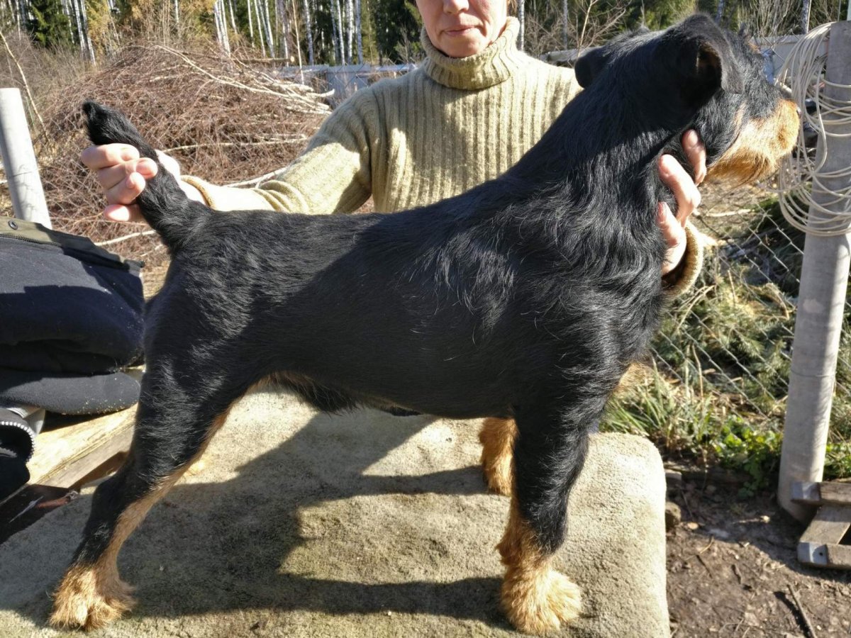 Немецкий Ягдтерьер гладкошерстный