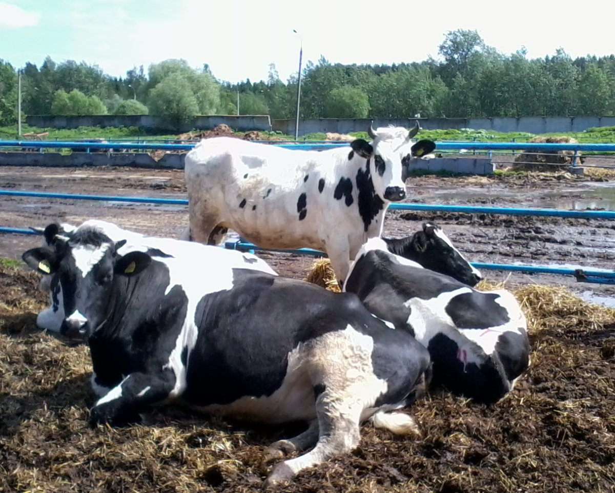 Черно-пестрая порода