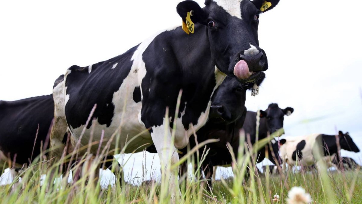 Бычки голштинской породы