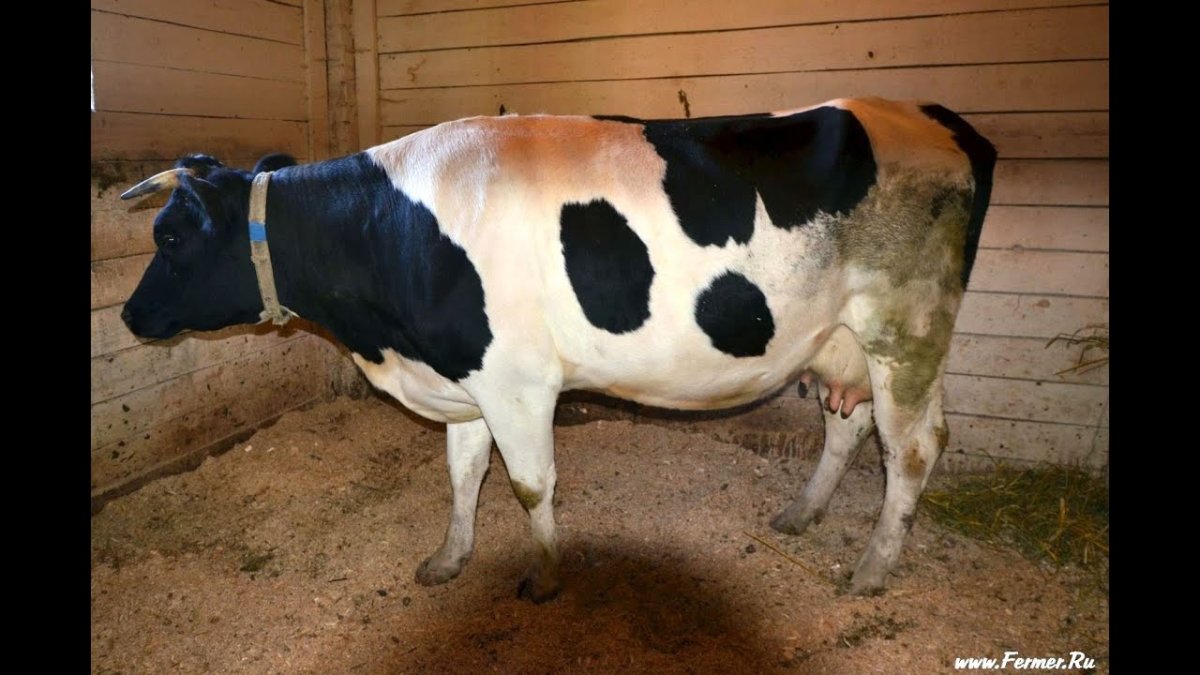 Коровы черно пестрые в сарай