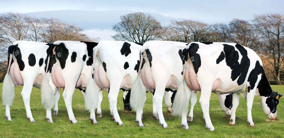 Племенной коровы Белоруссии