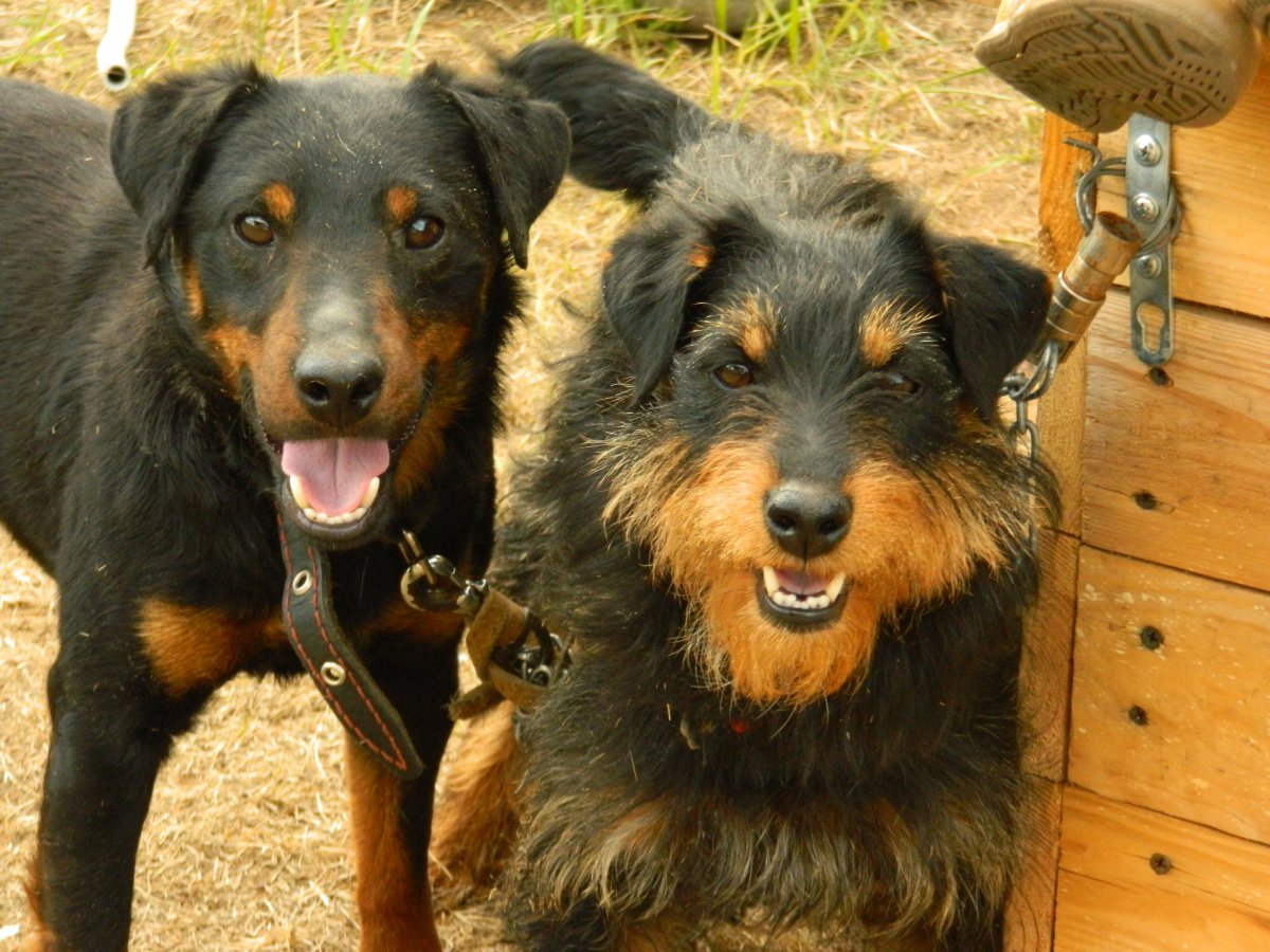 Метис ягдтерьера