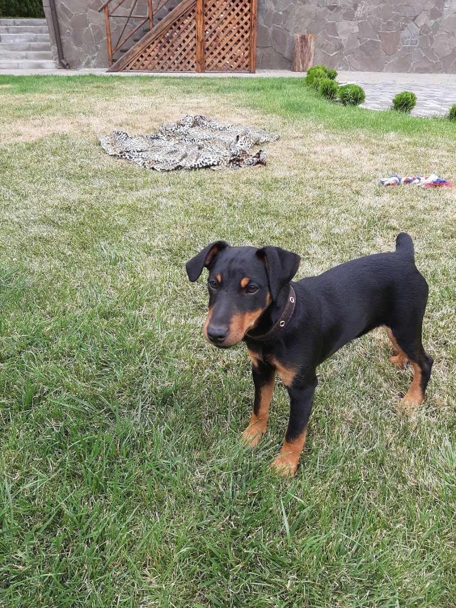 Длинношерстный Ягдтерьер метис