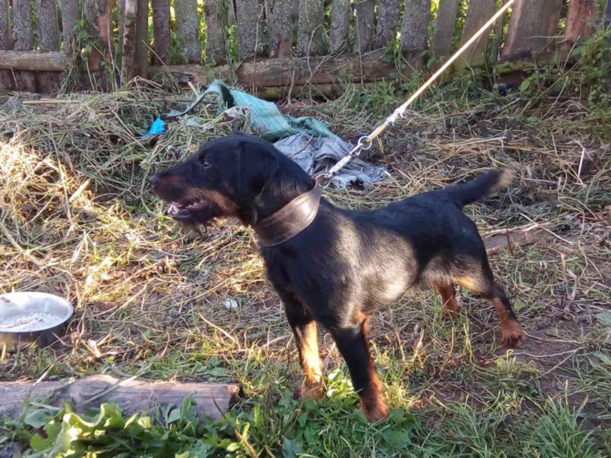 Ягдтерьер кутенок