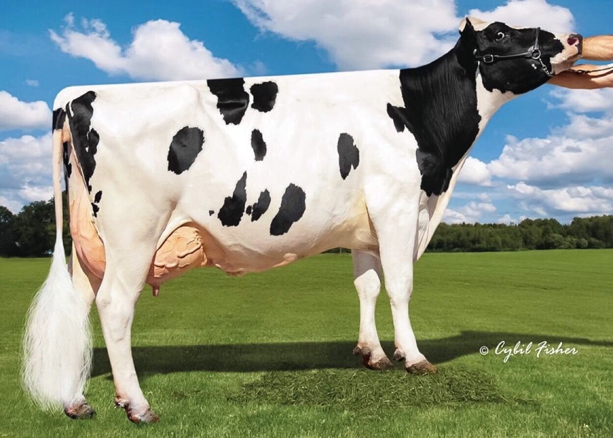 Порода КРС голштины