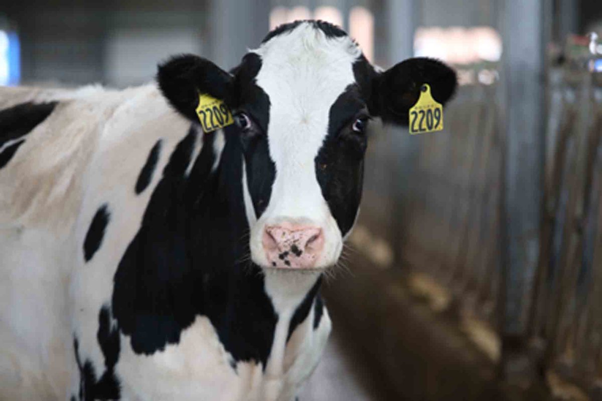 Холмогорская порода крупнорогатого скота