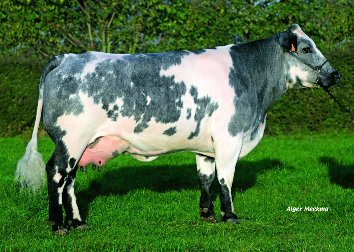 Голштинская корова