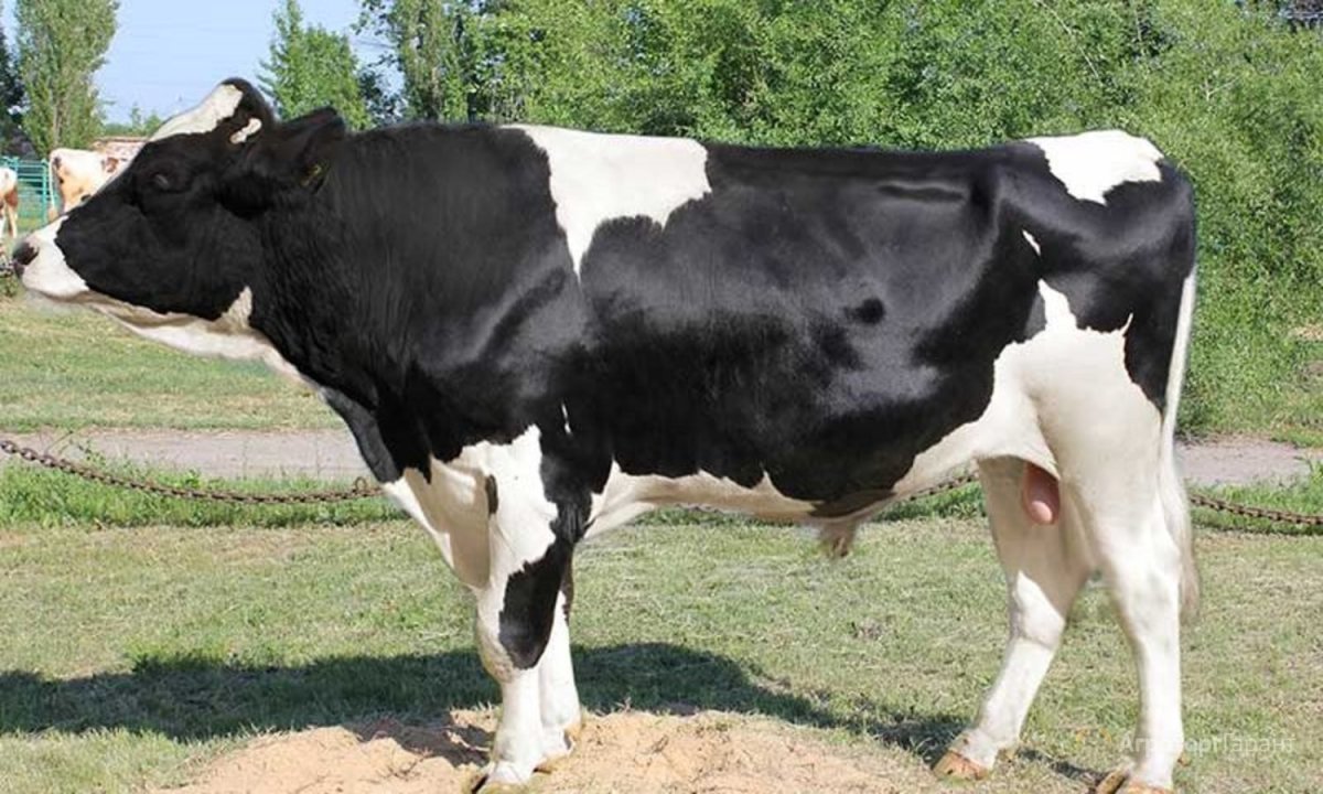 Голштинская порода Быков
