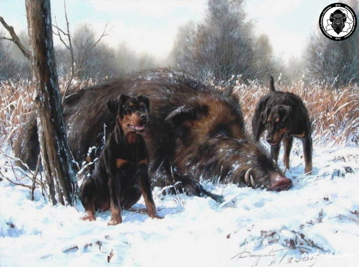 Охота на кабана с ягдтерьером