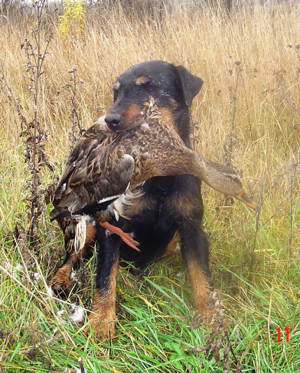 Художник Татьяна Данчурова охота