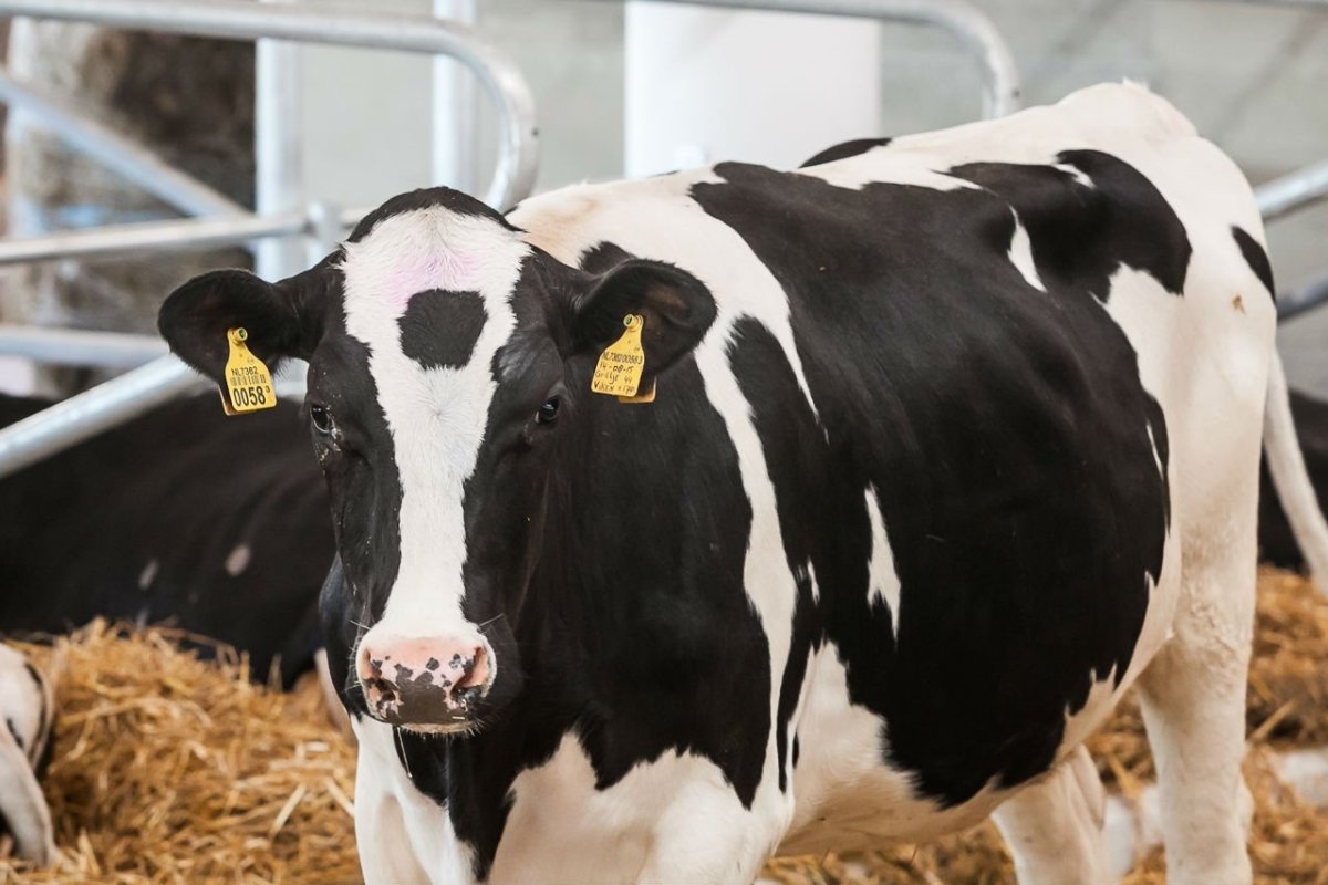 Нетели голштинской породы