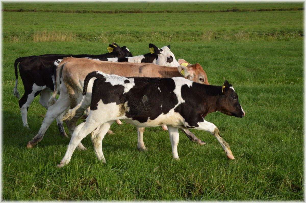 Голштинская корова черно пестрой масти
