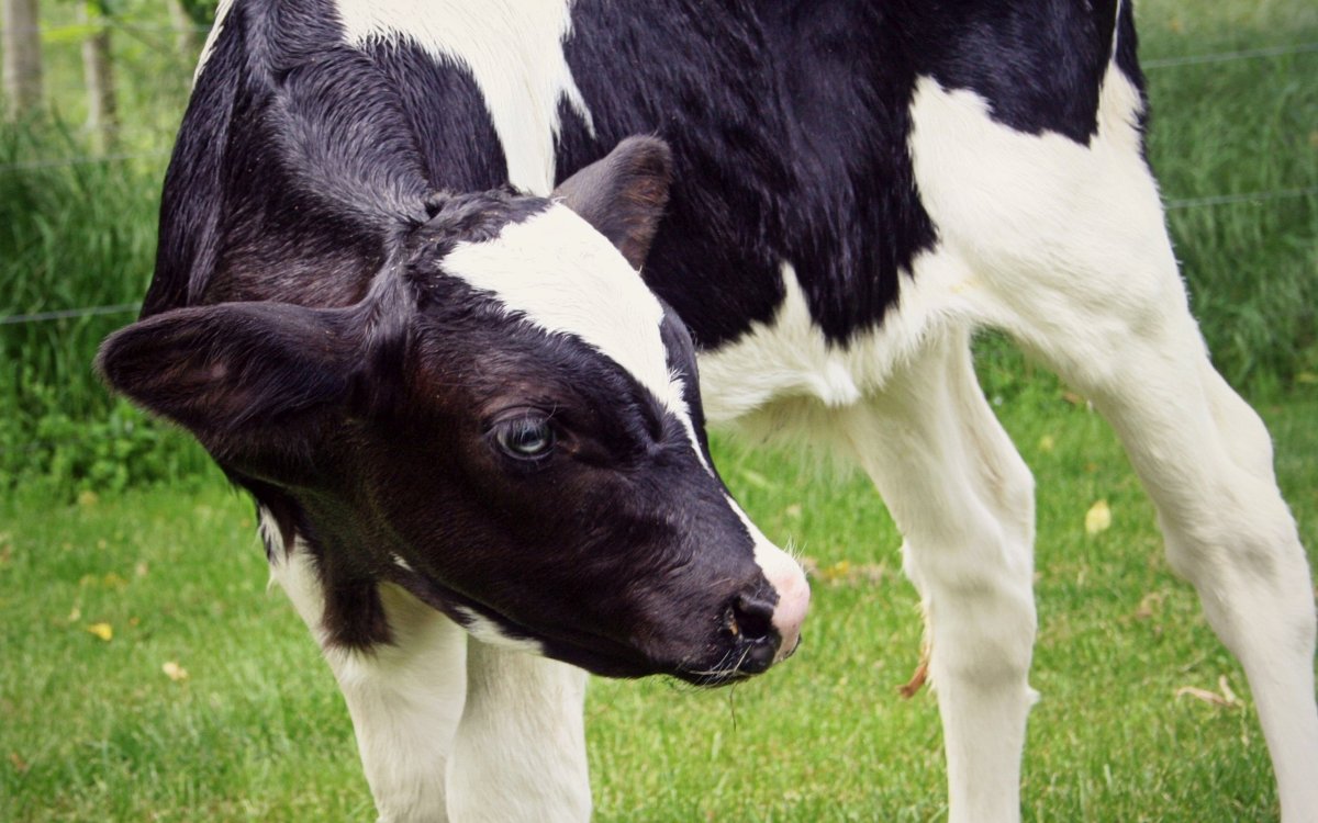 Большой теленок