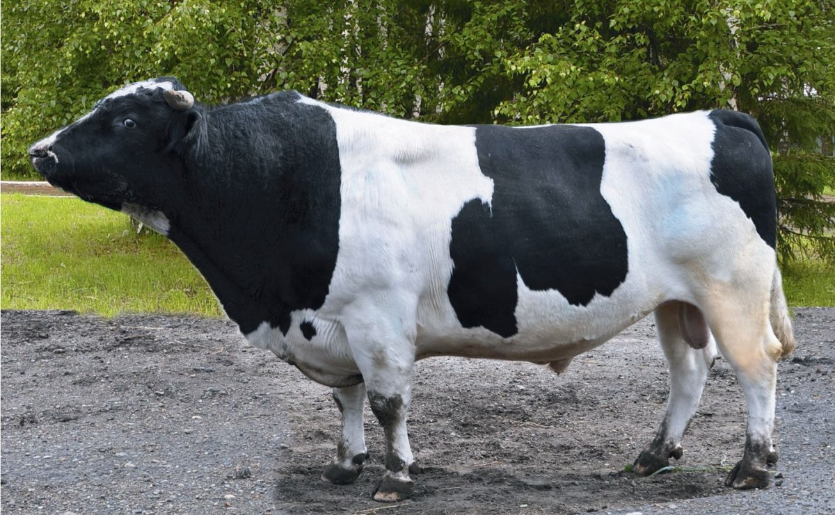 Голштинская порода Быков