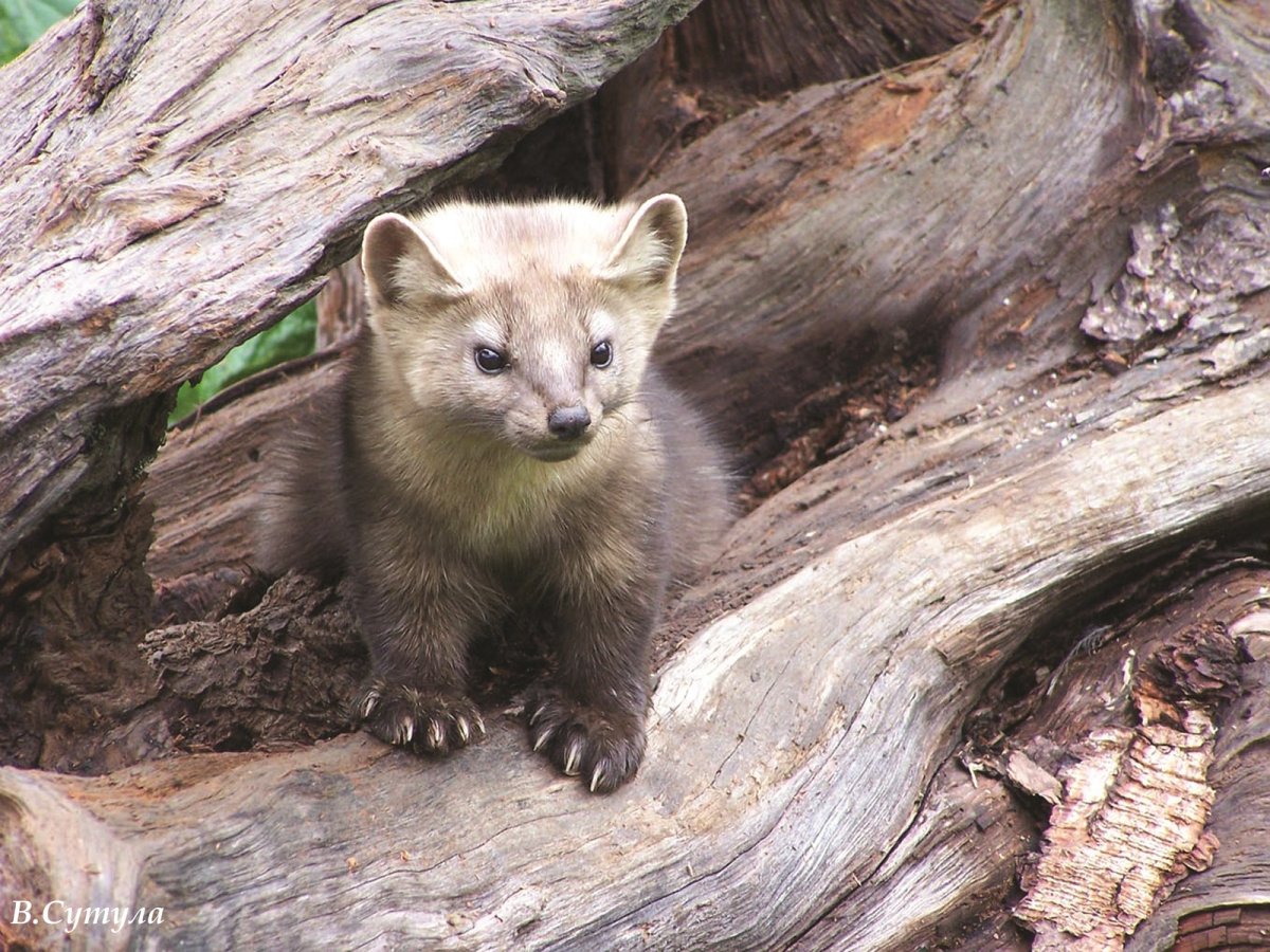 Байкальский Баргузинский Соболь
