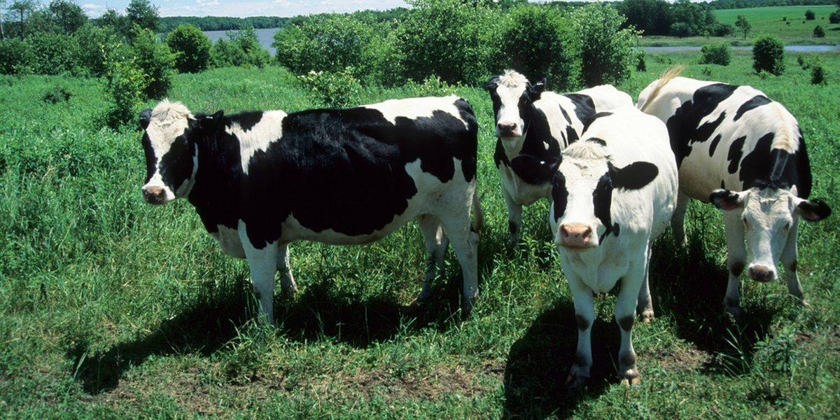 Белоголовая Голштинская корова