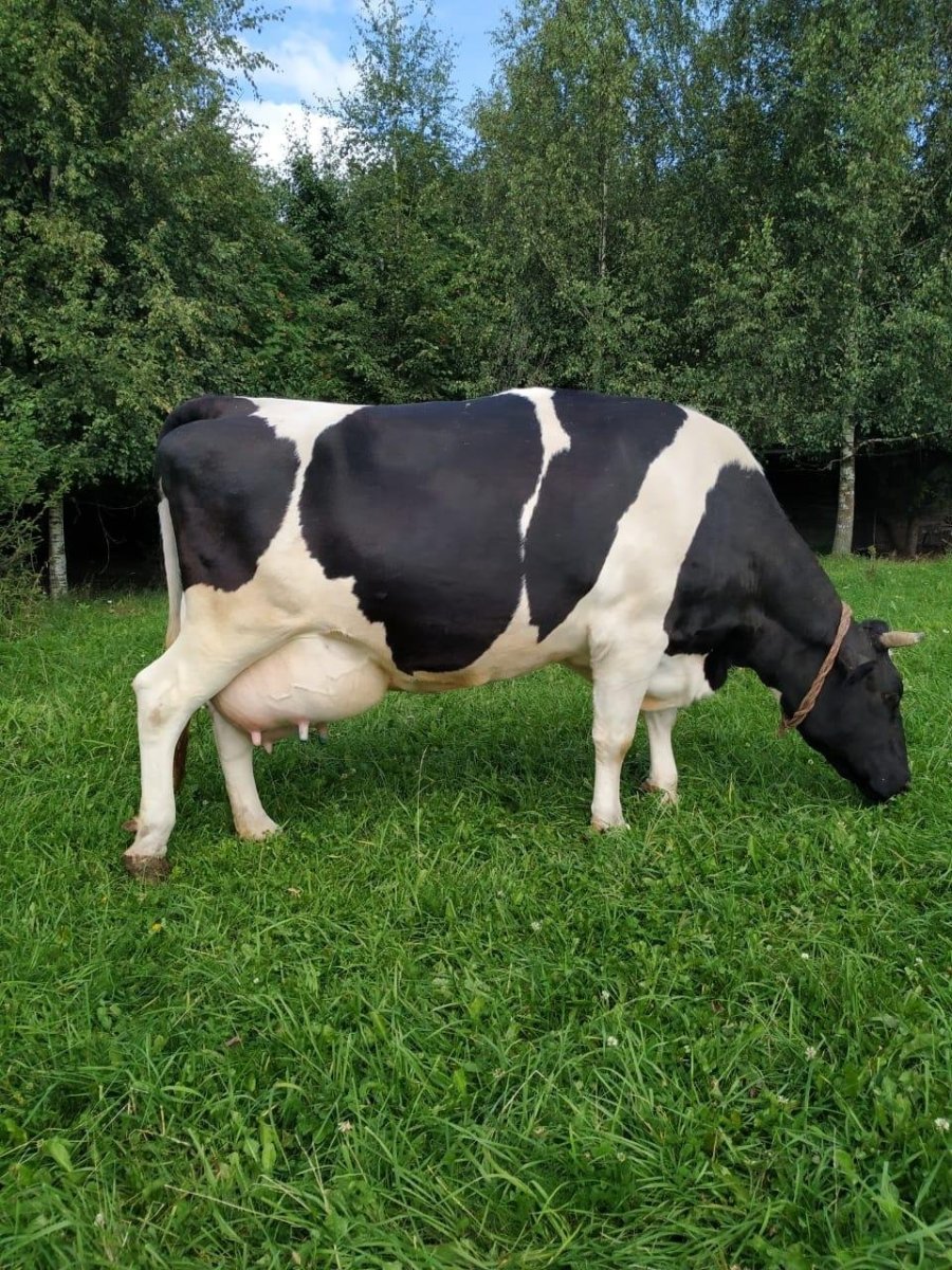 Голштинская порода