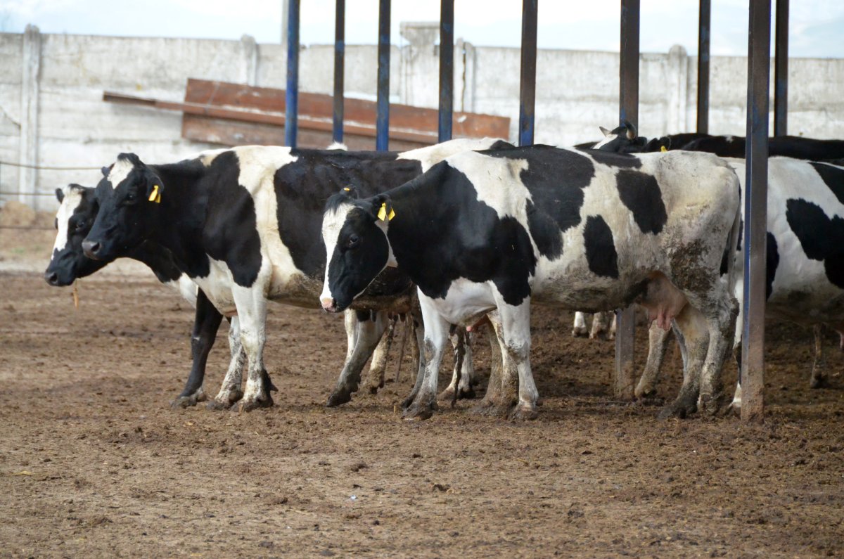 Голштино Фризская порода красно пестрая