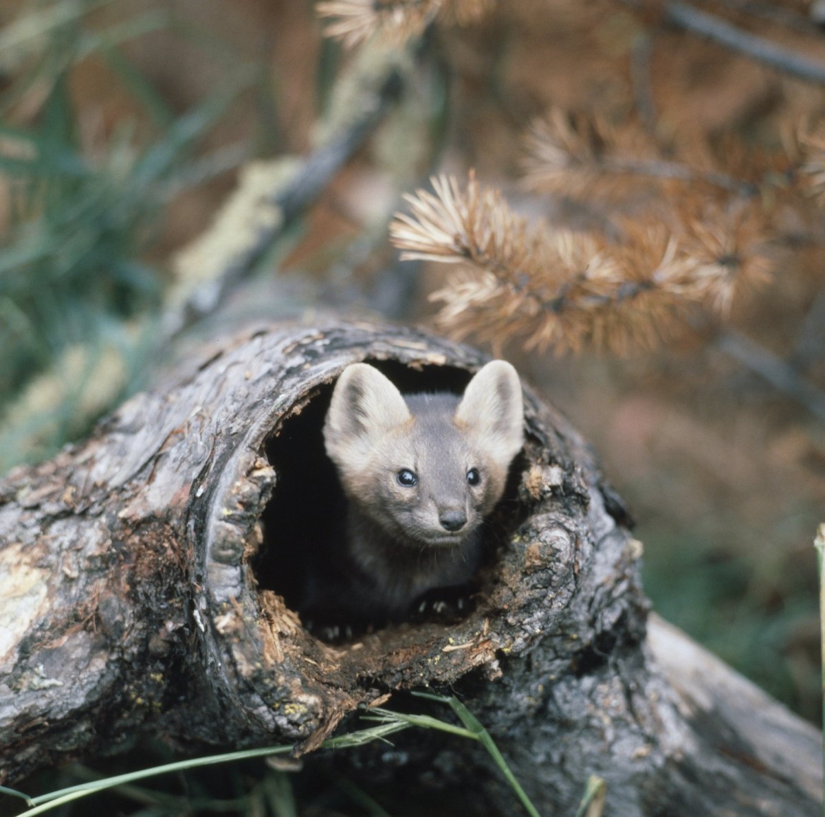 Баргузинский биосферный заповедник