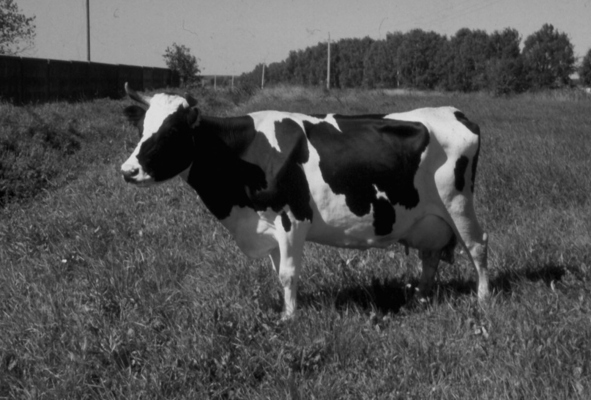 Холмогорская порода коров