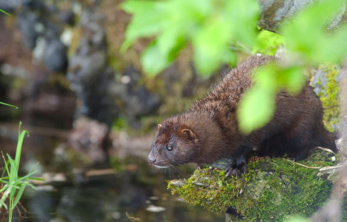 Байкальский биосферный заповедник животные