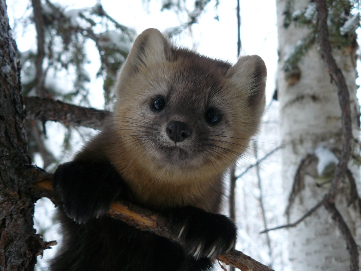 Енисейский Соболь