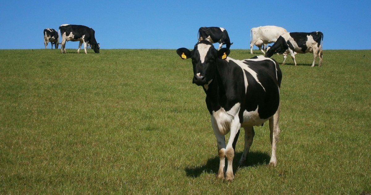 Дойное стадо коров