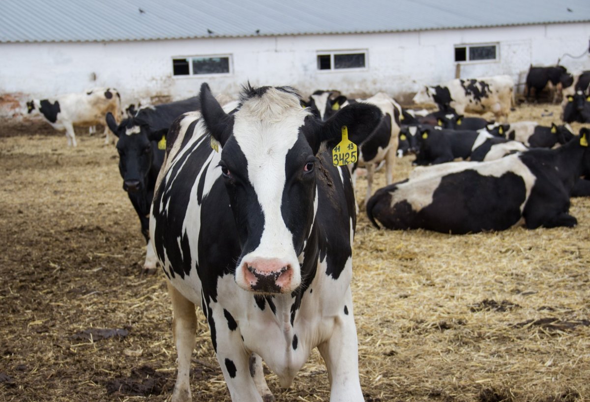 Порода КРС голштины