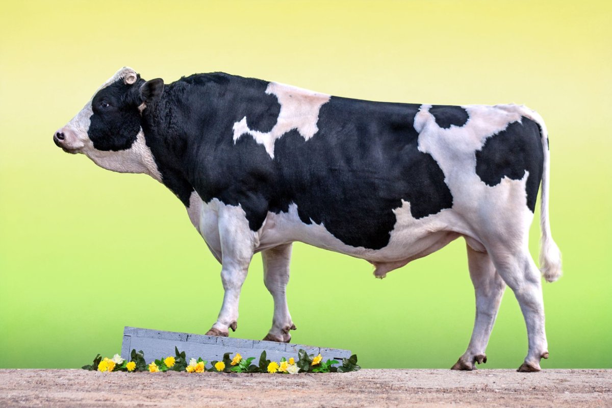 Голштино-Фризская порода