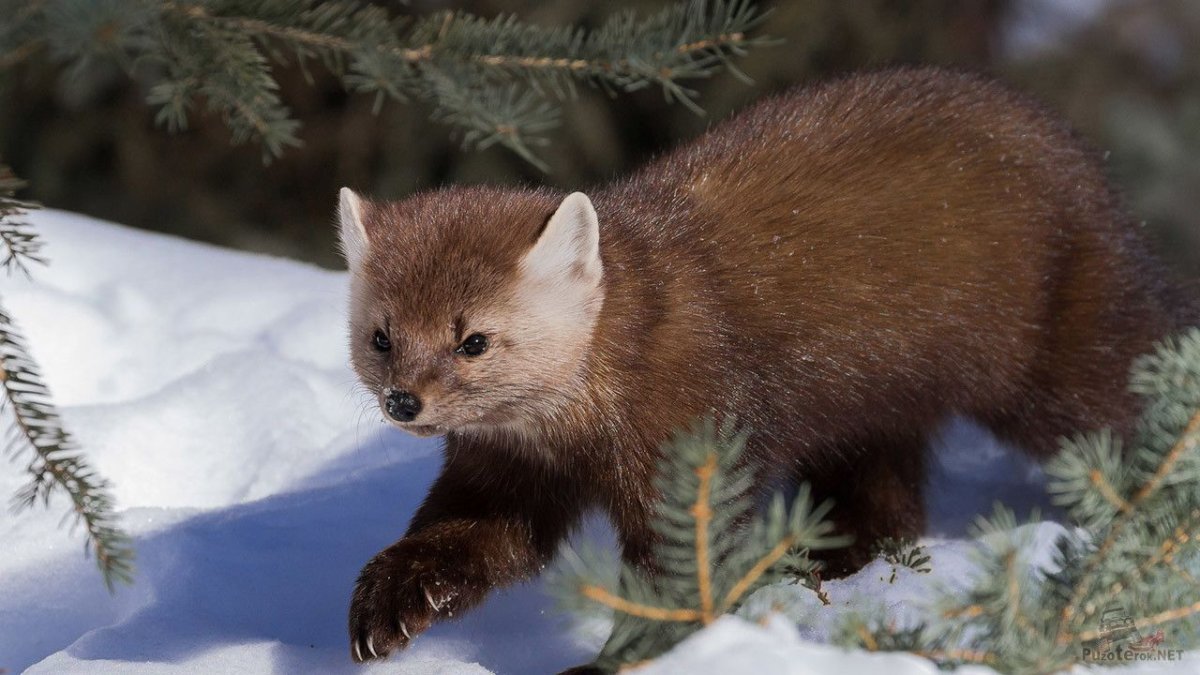 Соболь - martes zibellina