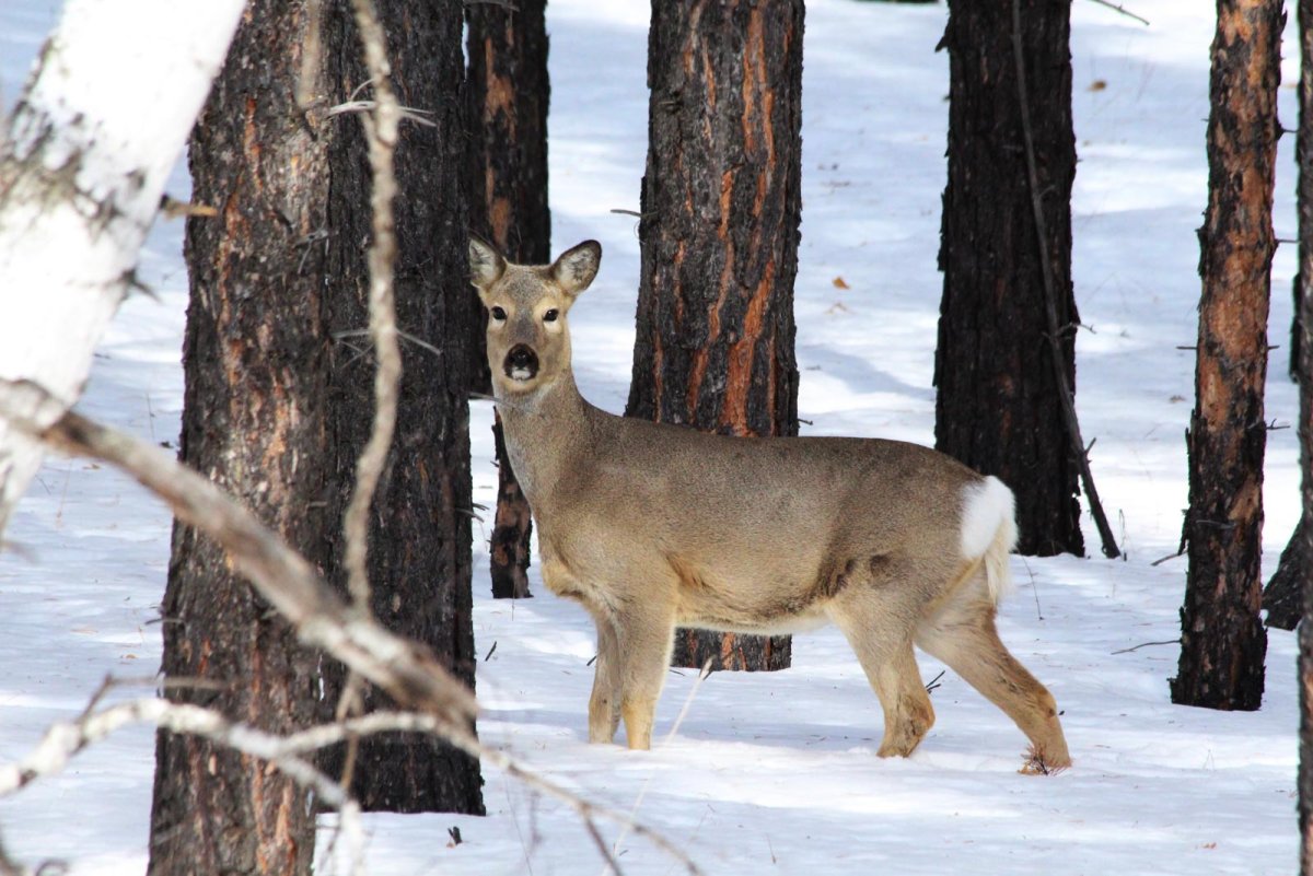 Алтачейский заказник Бурятия